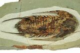 Lower Cambrian Trilobite (Neltneria) - Issafen, Morocco #189922-2